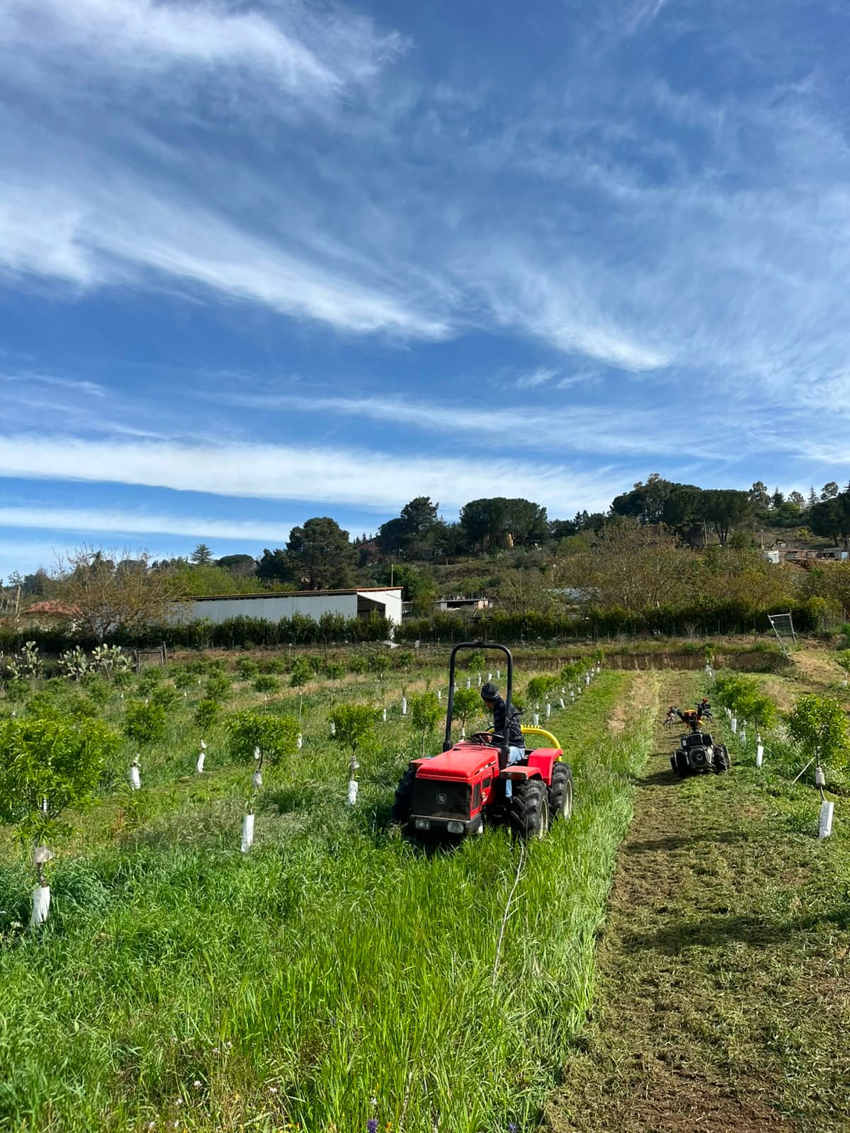 I filari della tenuta al lavoro, tra cielo e colline di Enna